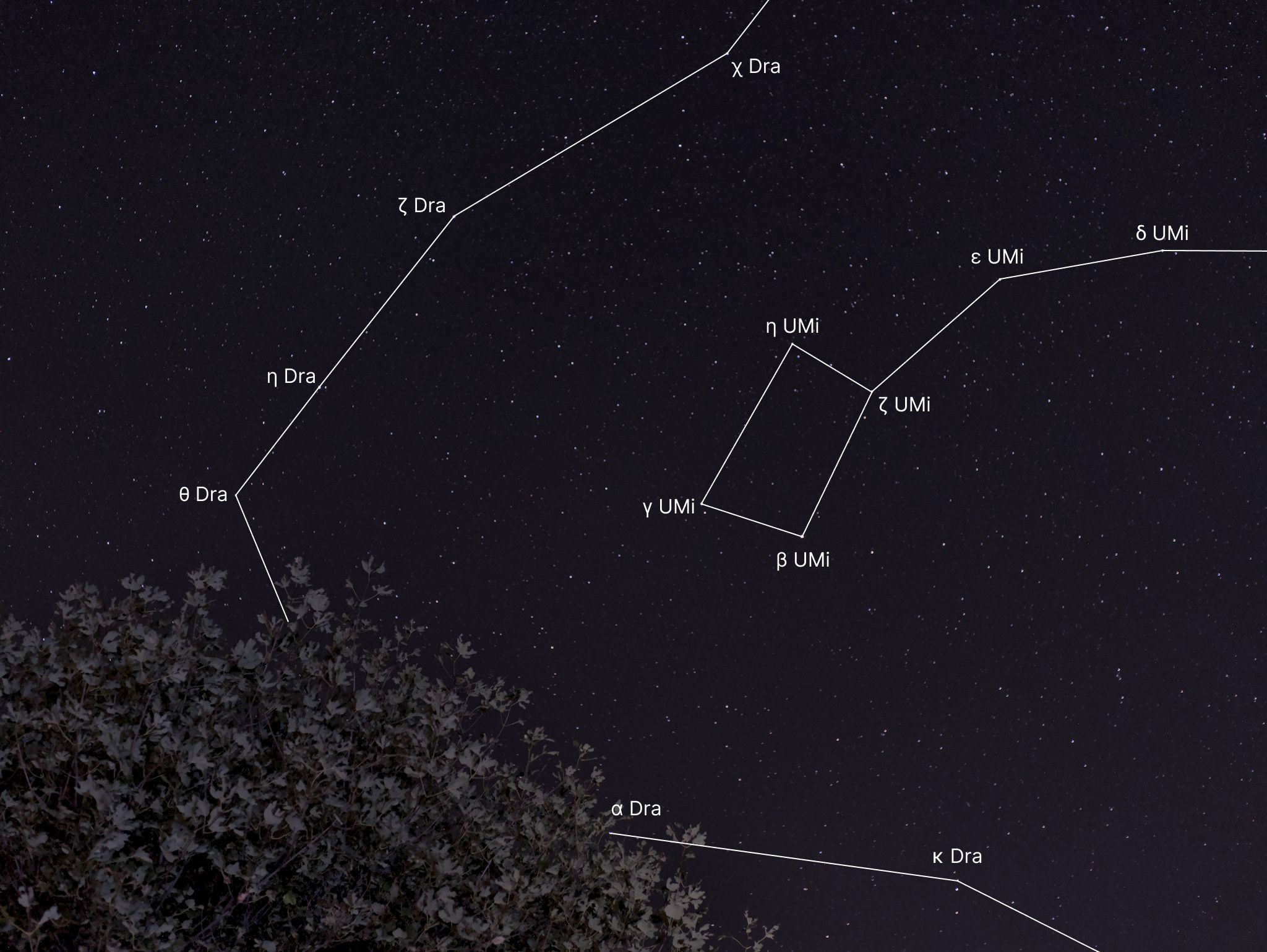 Ursa Minor & Draco above Campolungo Trees — constellation labels