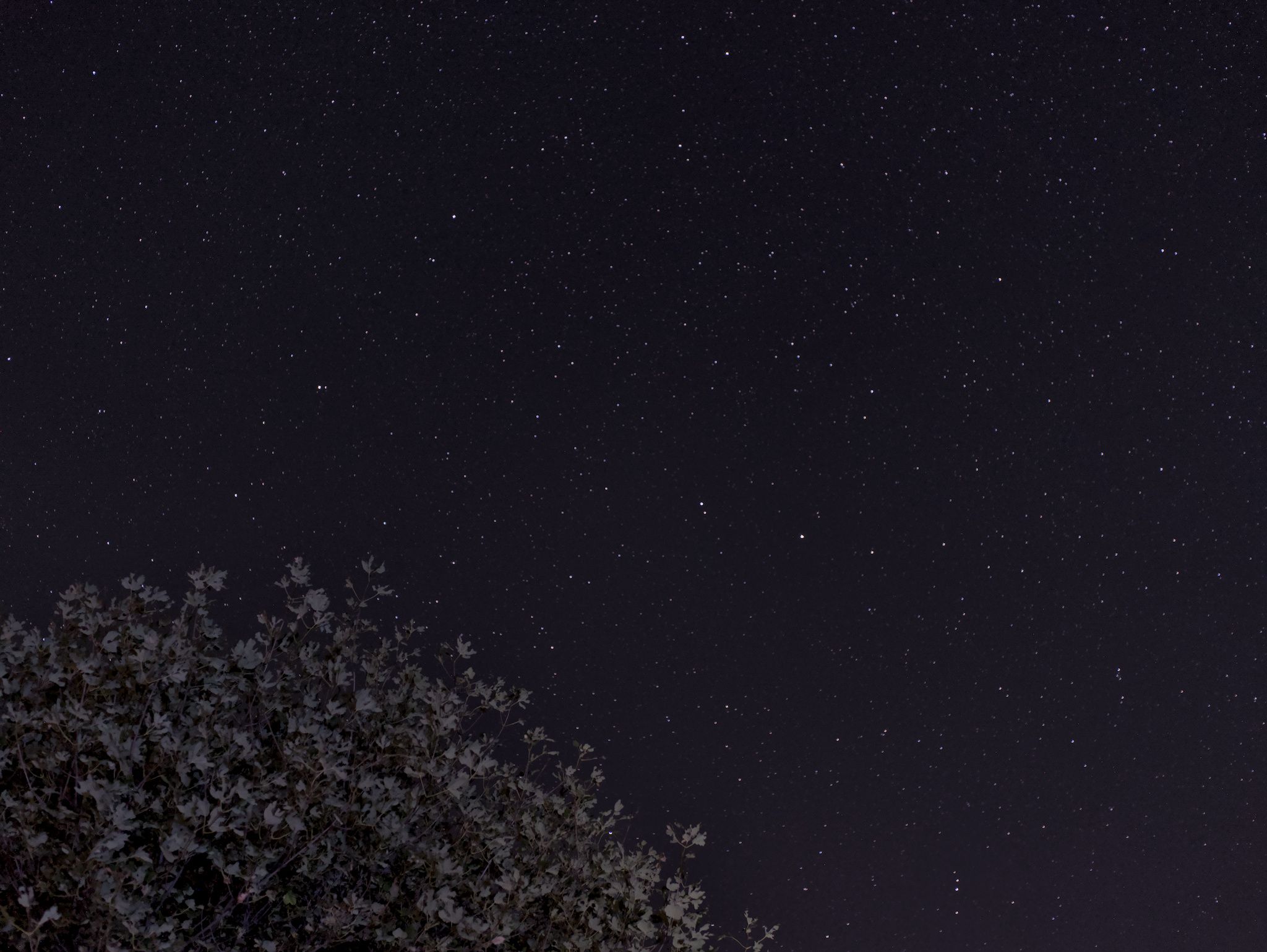 Ursa Minor & Draco above Campolungo Trees