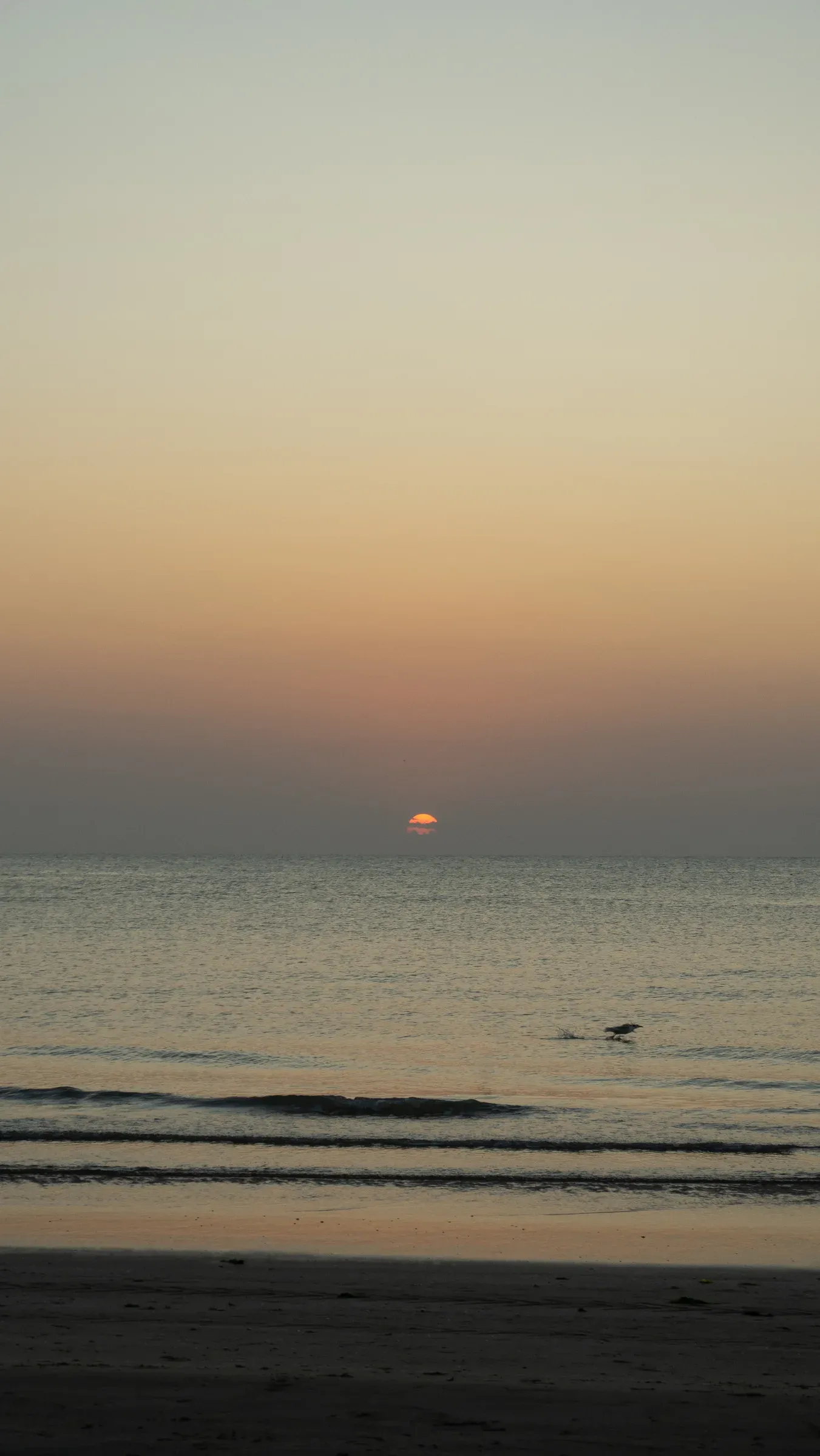 Sun on the horizon over calm Adriatic water at dawn, with a bird skimming the surface