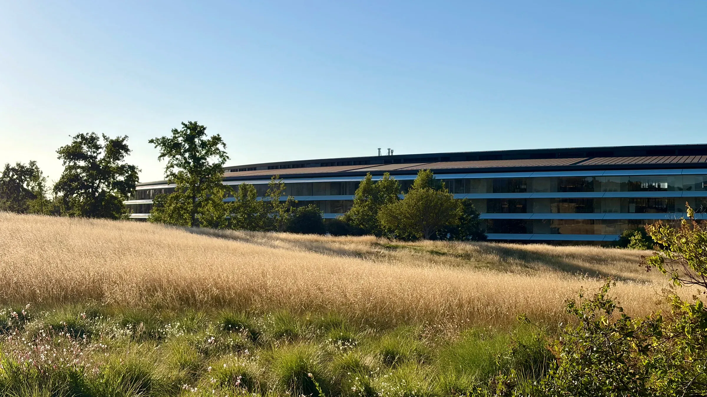 Apple Park ring building seen through tall golden grass and trees at golden hour