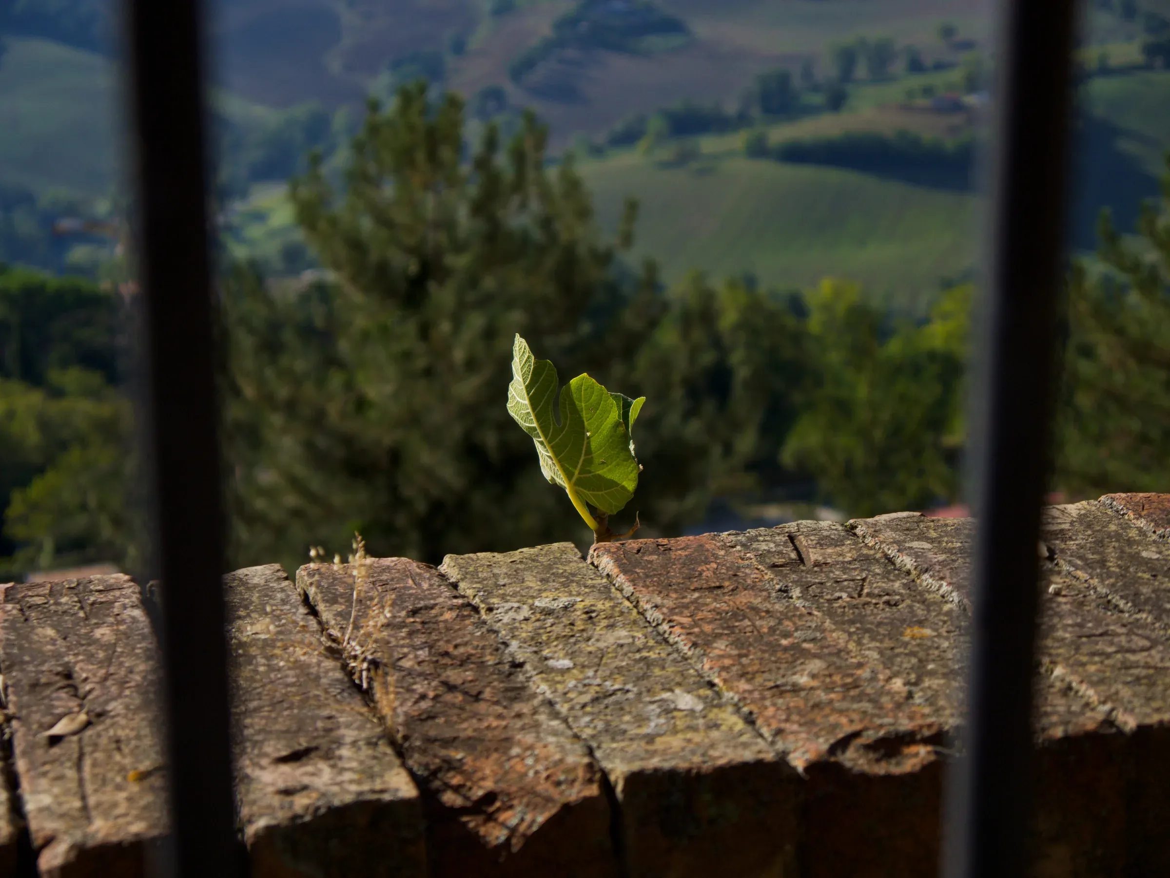 Camerino & Rocca Borgesca — 6