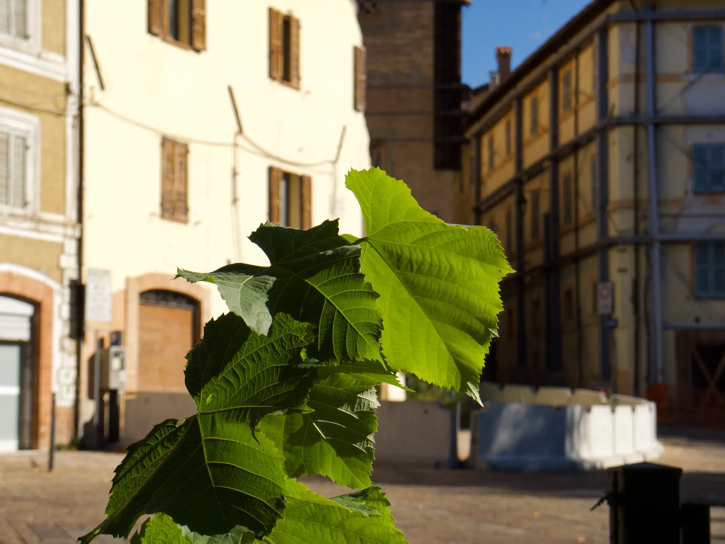 Camerino & Rocca Borgesca — 14