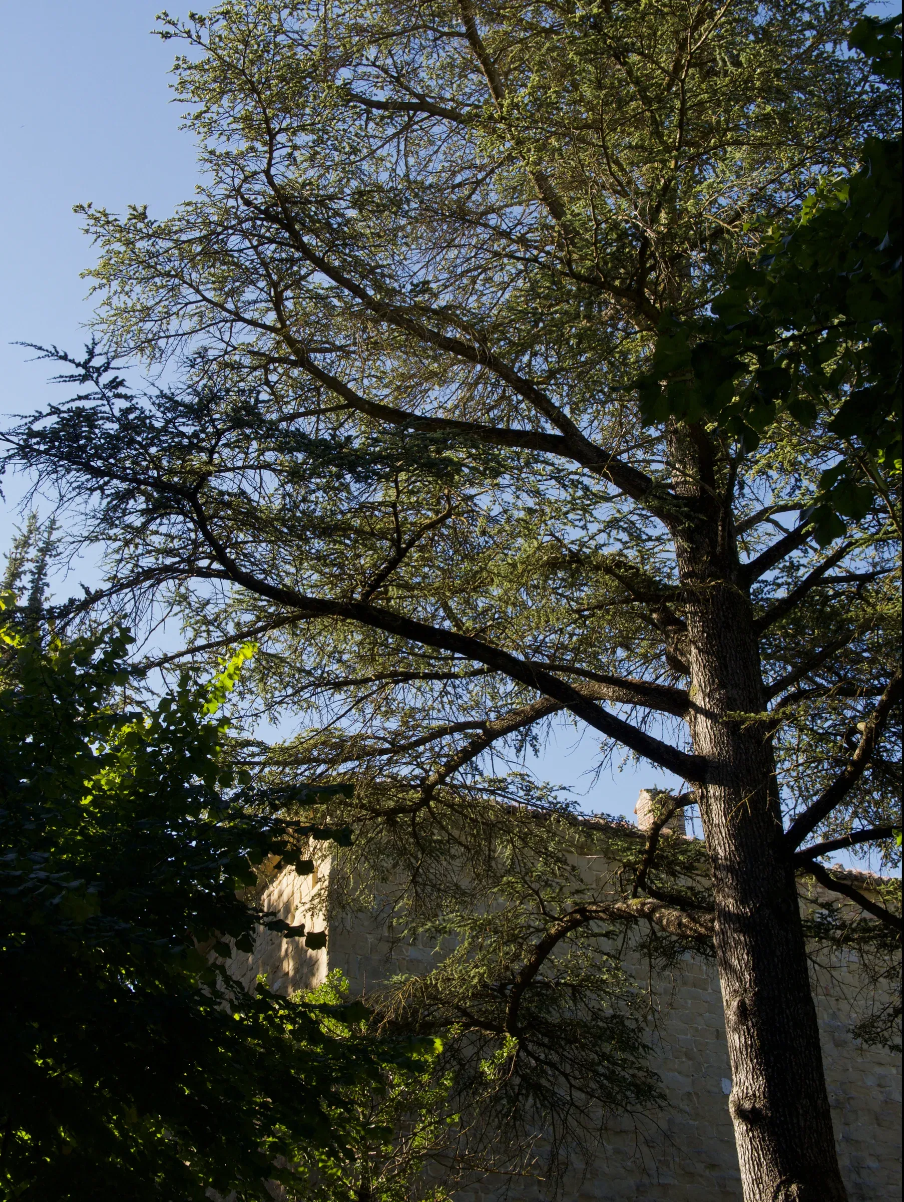 Camerino & Rocca Borgesca — 15