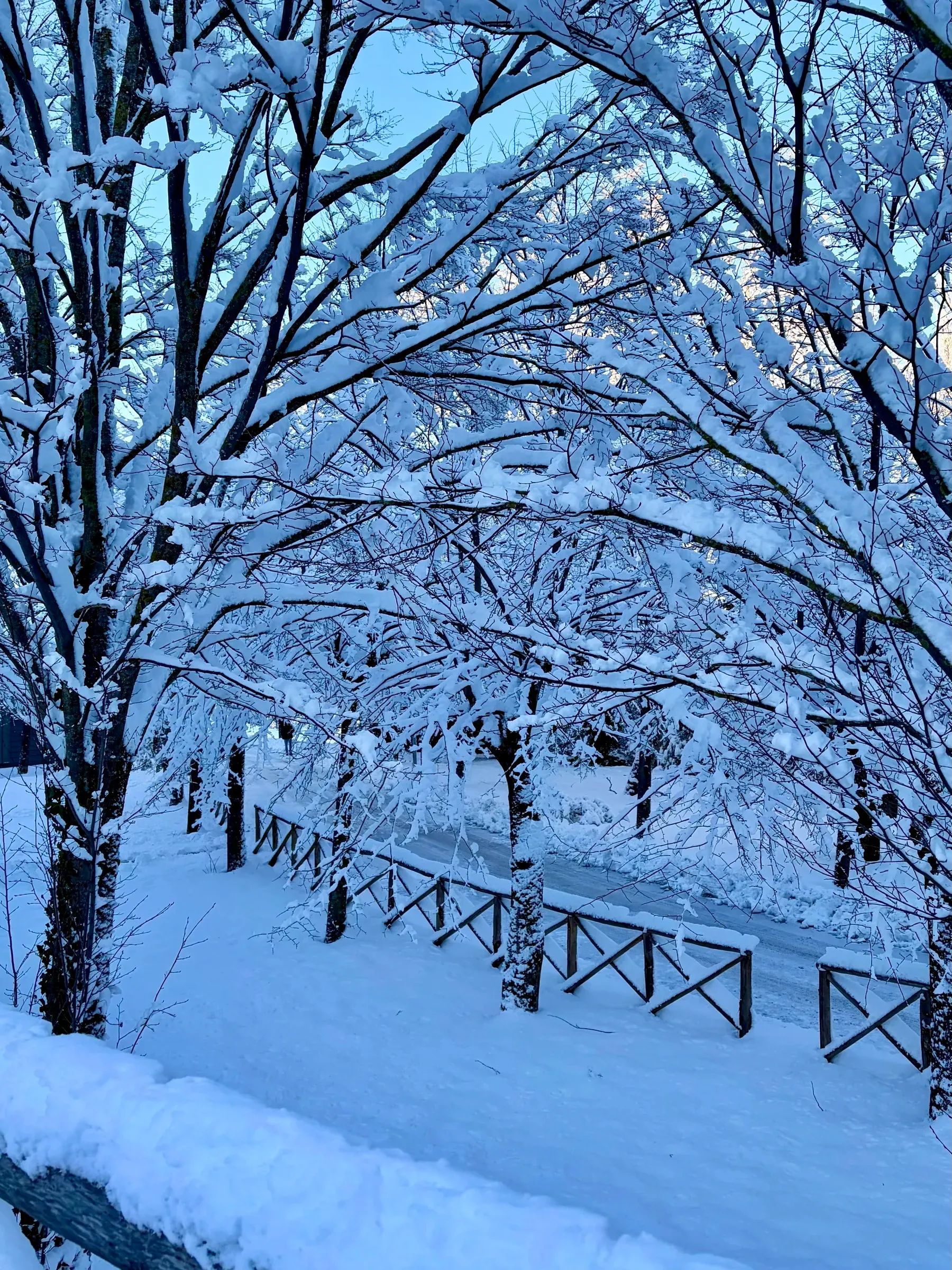 Snow-laden trees and a wooden fence along a campus path in Camerino