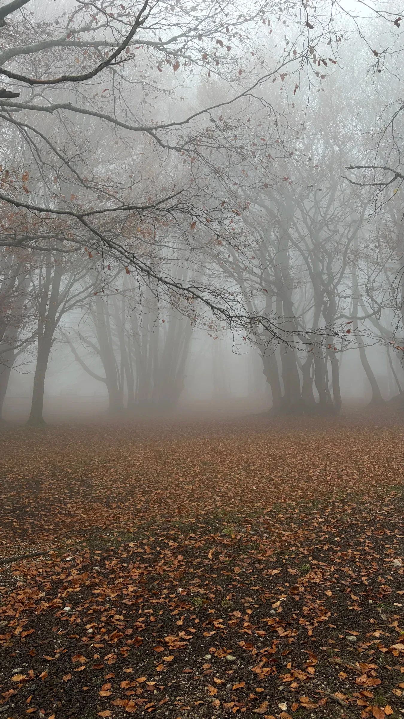 Foggy beech clearing with bare branches above a carpet of orange autumn leaves
