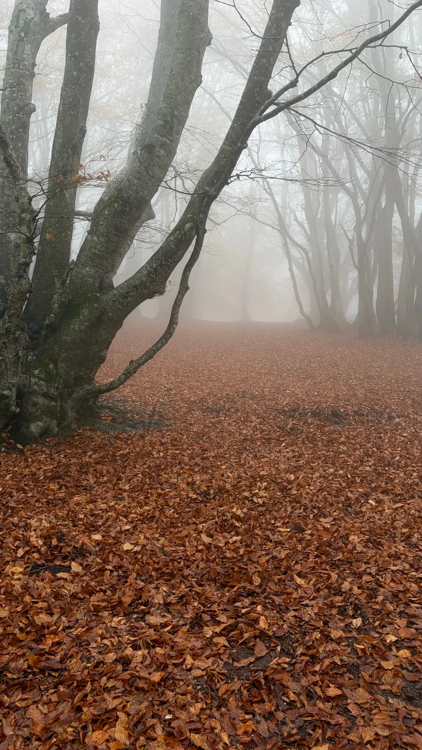 Leaning beech trunks over a wet carpet of fallen leaves in the fog