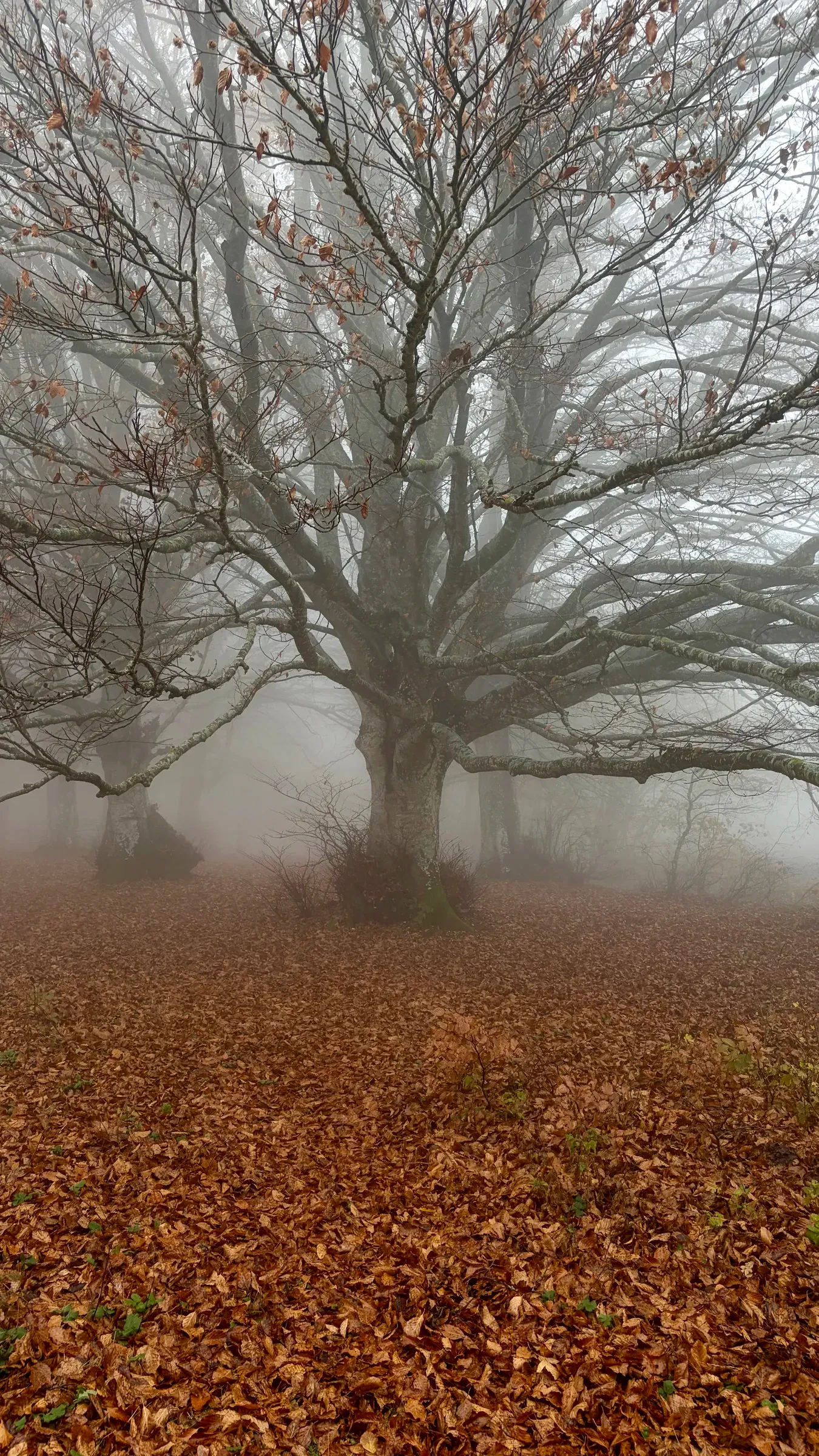 Large beech tree with a broad branching crown standing in the mist