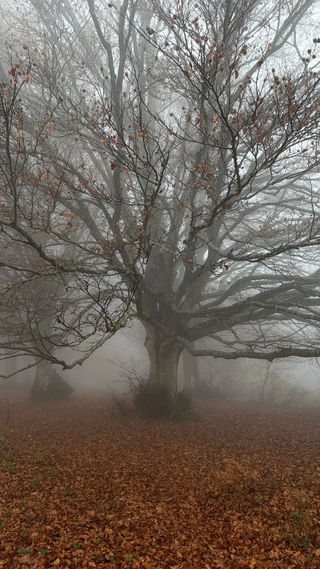 Ancient beech tree with low spreading branches in heavy fog