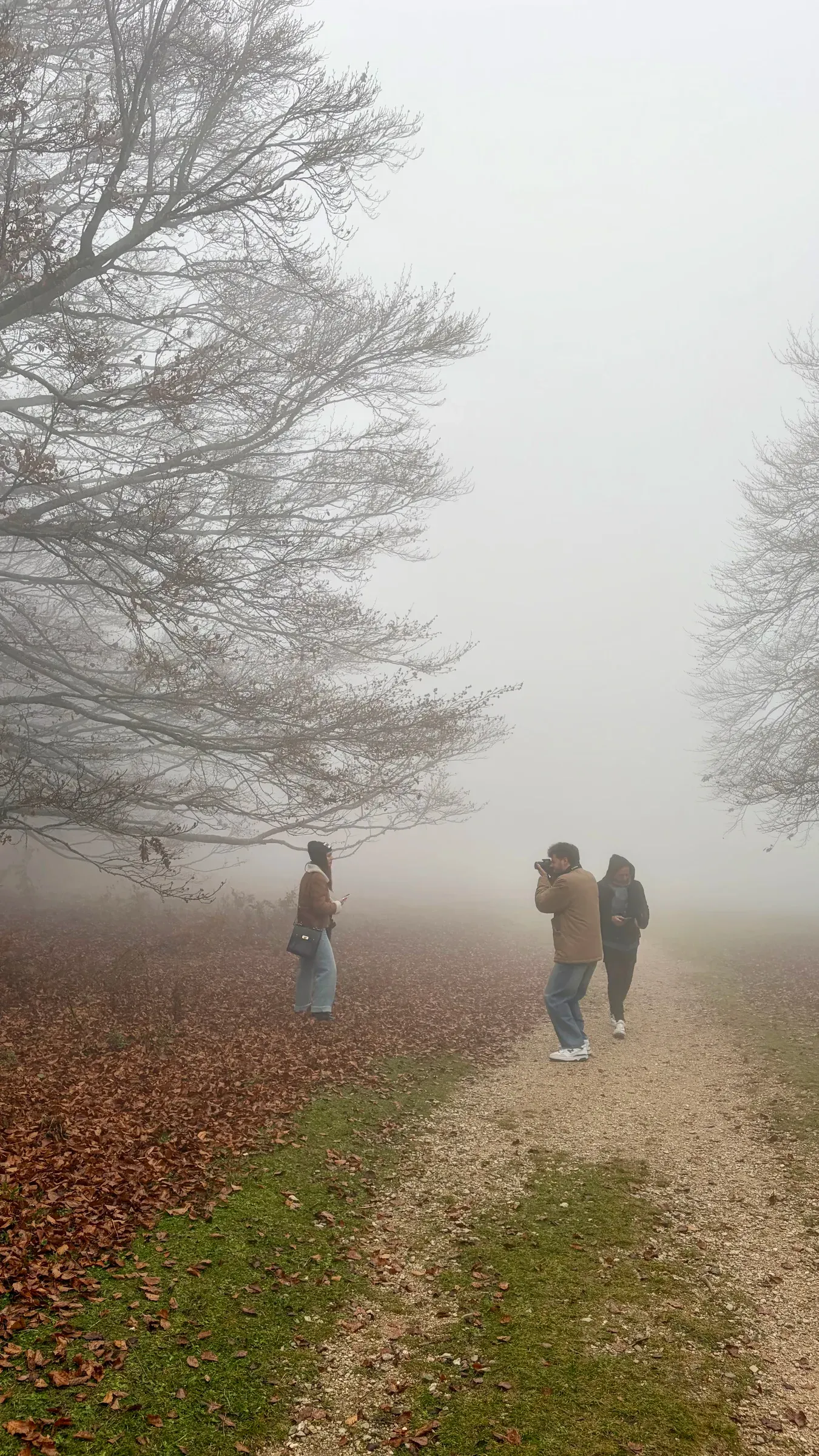 Walkers and photographers on a gravel path beneath bare beech trees in fog