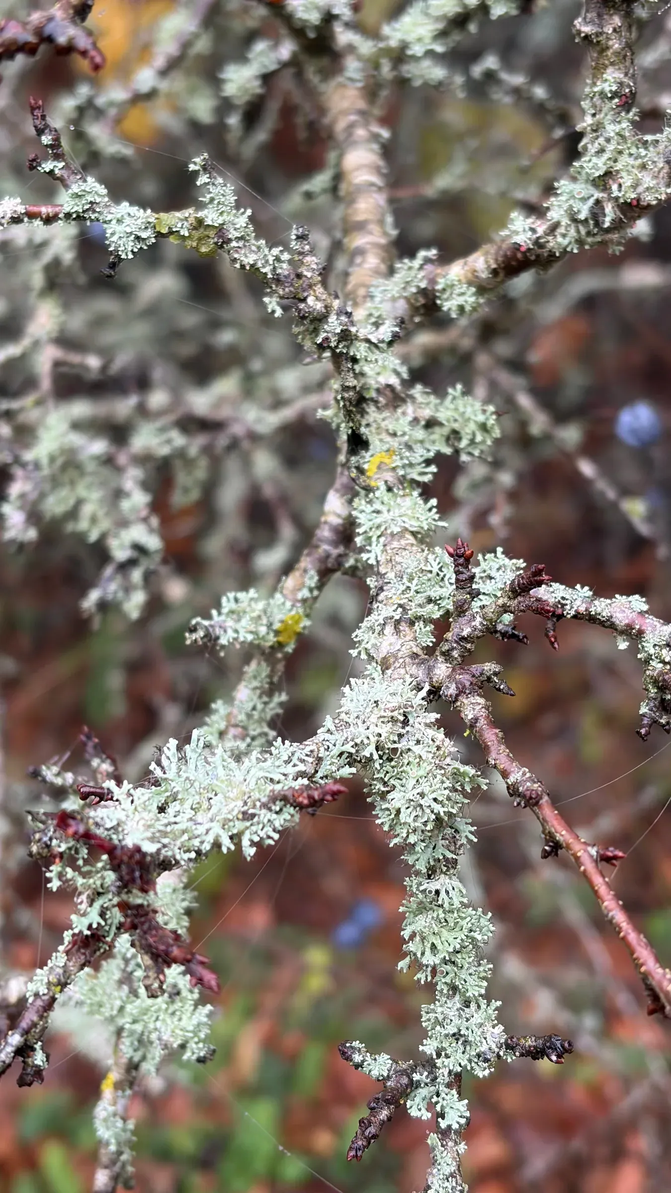 Pale lichen growing on thin branches in the damp Canfaito understory