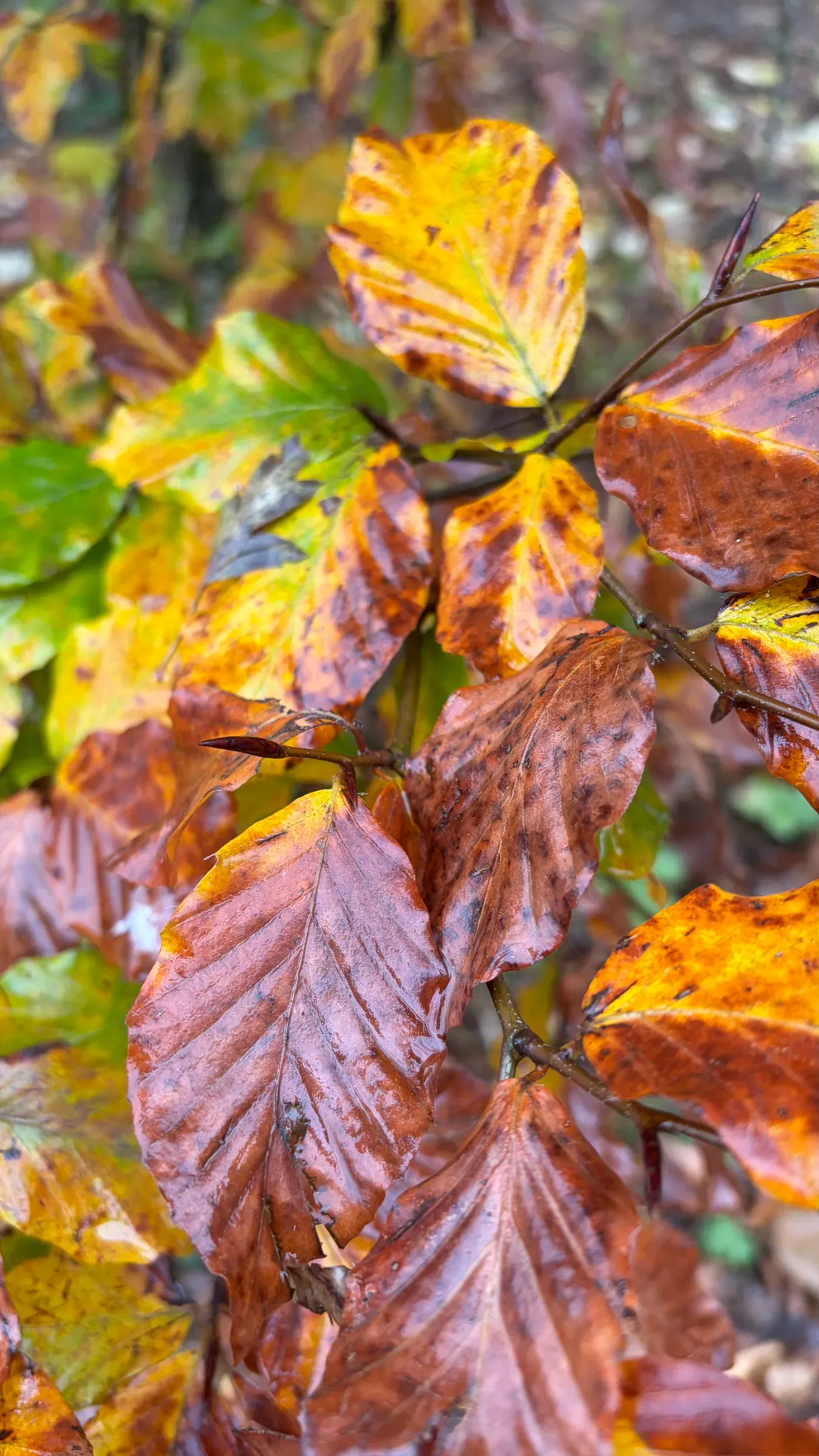 Wet orange, yellow, and brown beech leaves close up after rain
