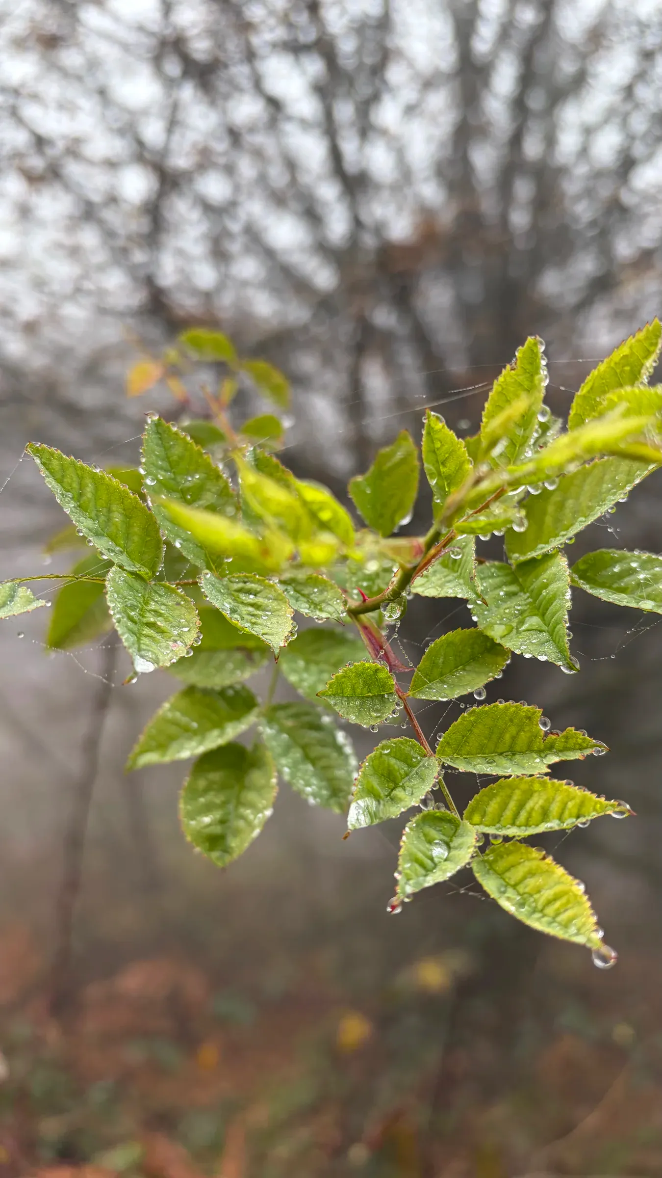 Rain-beaded green leaves against a blurred autumn woodland background