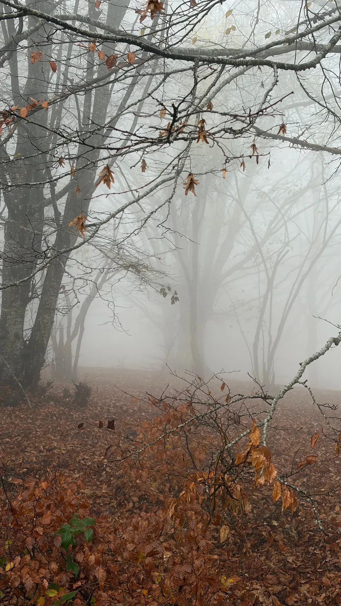 Bare beech branches and a few copper leaves framing a foggy woodland floor