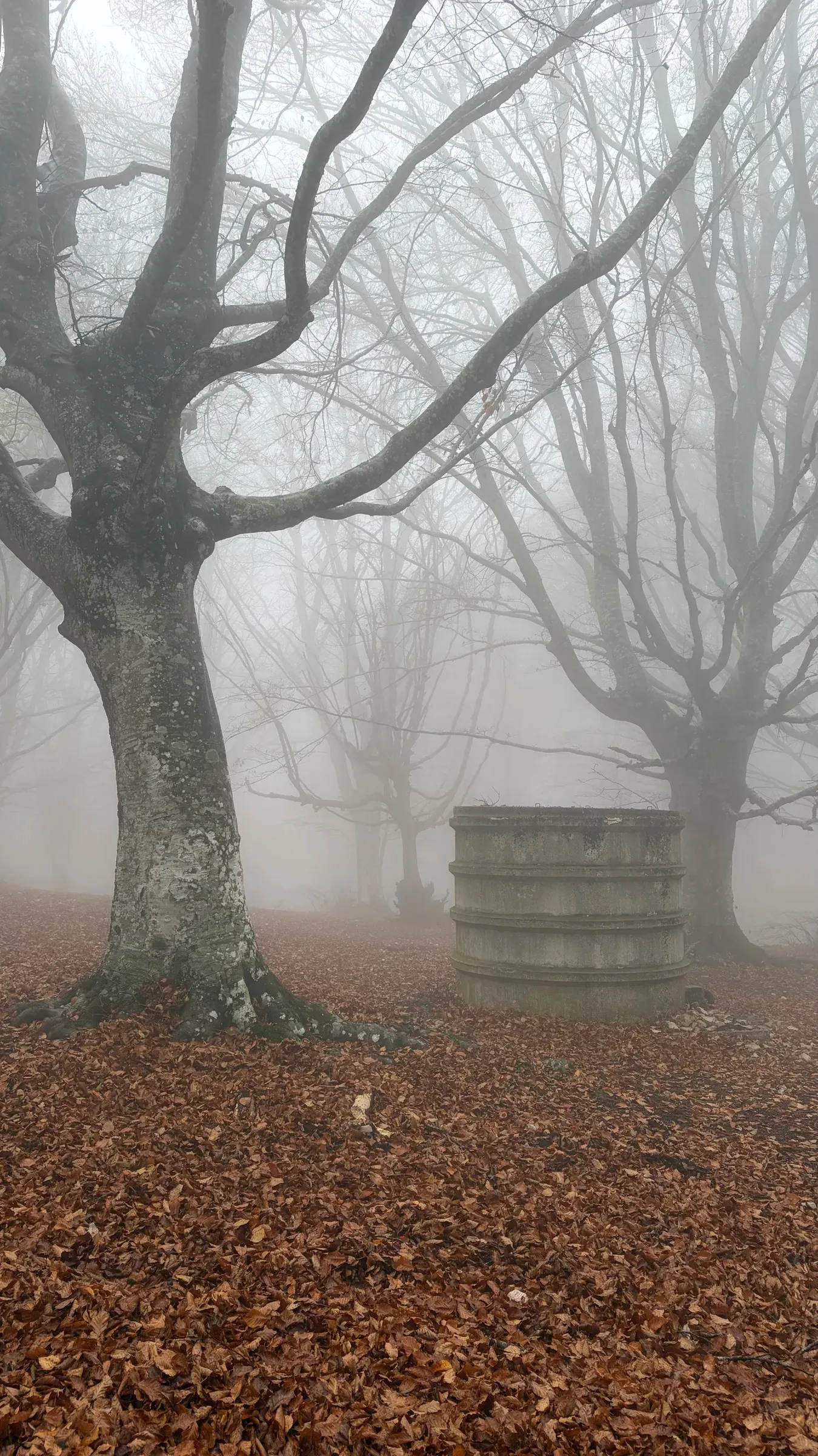 Stone cylindrical marker beneath old beech trees in the mist