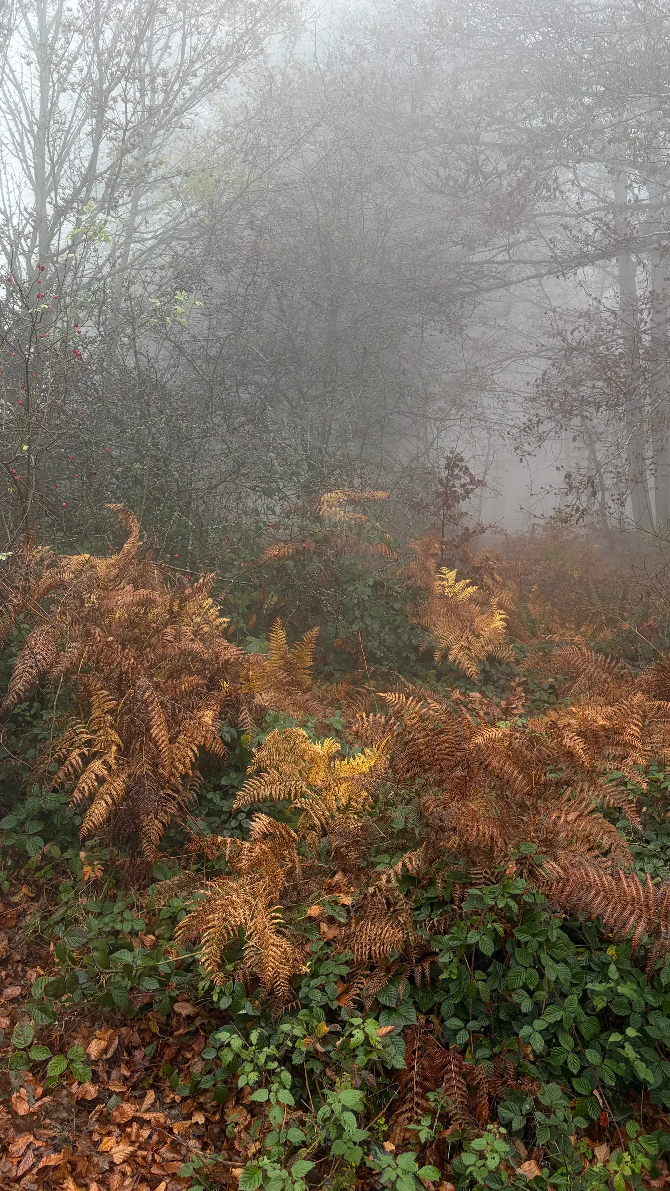 Bronze ferns and brambles at the edge of a foggy beech wood