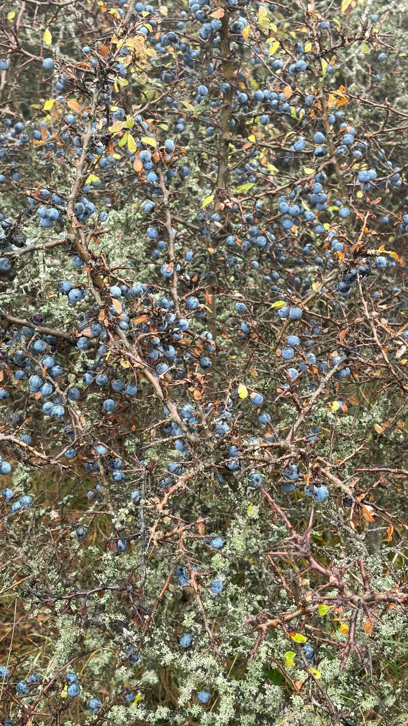 Blue berries on thorny lichen-covered branches in the autumn woods