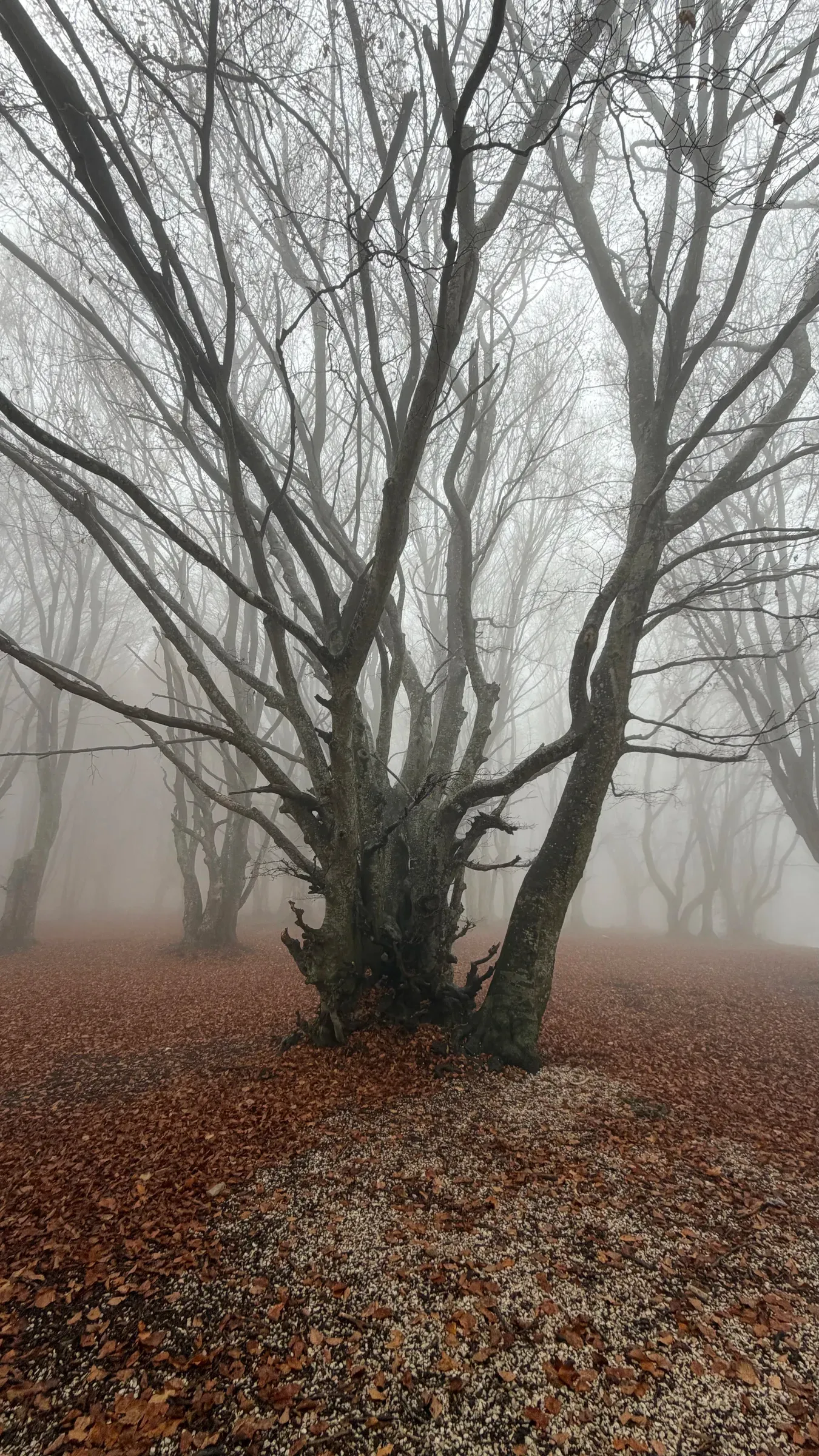 Gnarled beech trunk splitting into bare branches above leaf litter