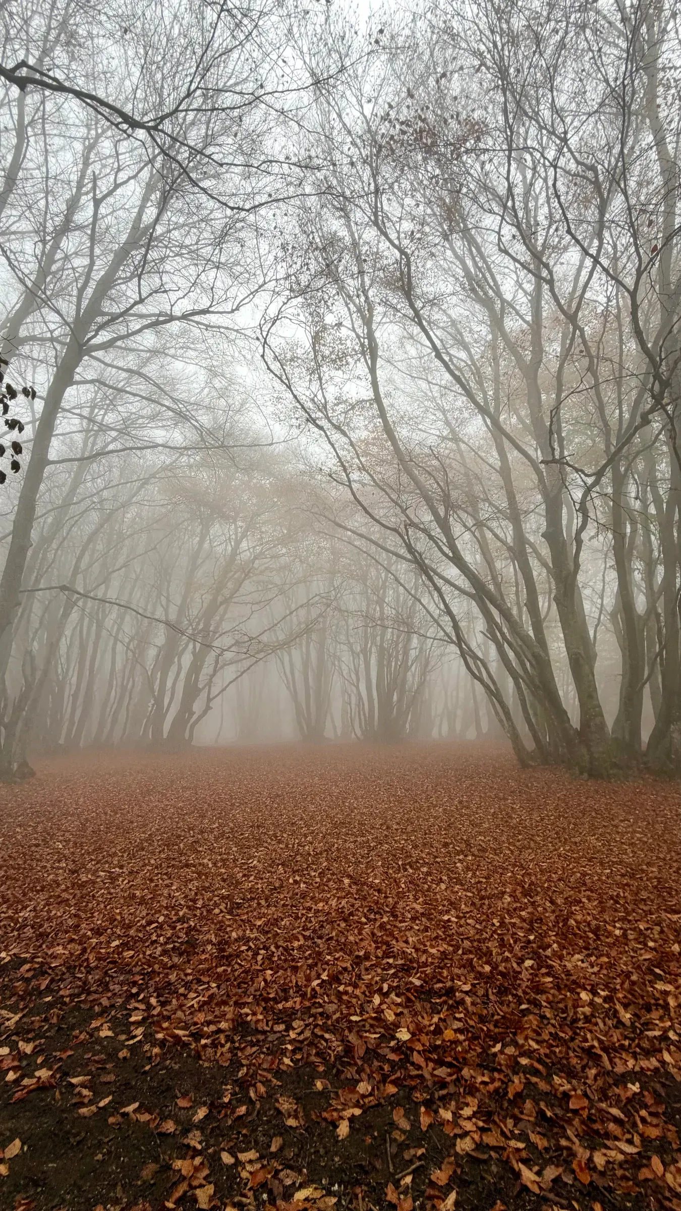 Beech trees fading into mist beyond a dense layer of fallen leaves