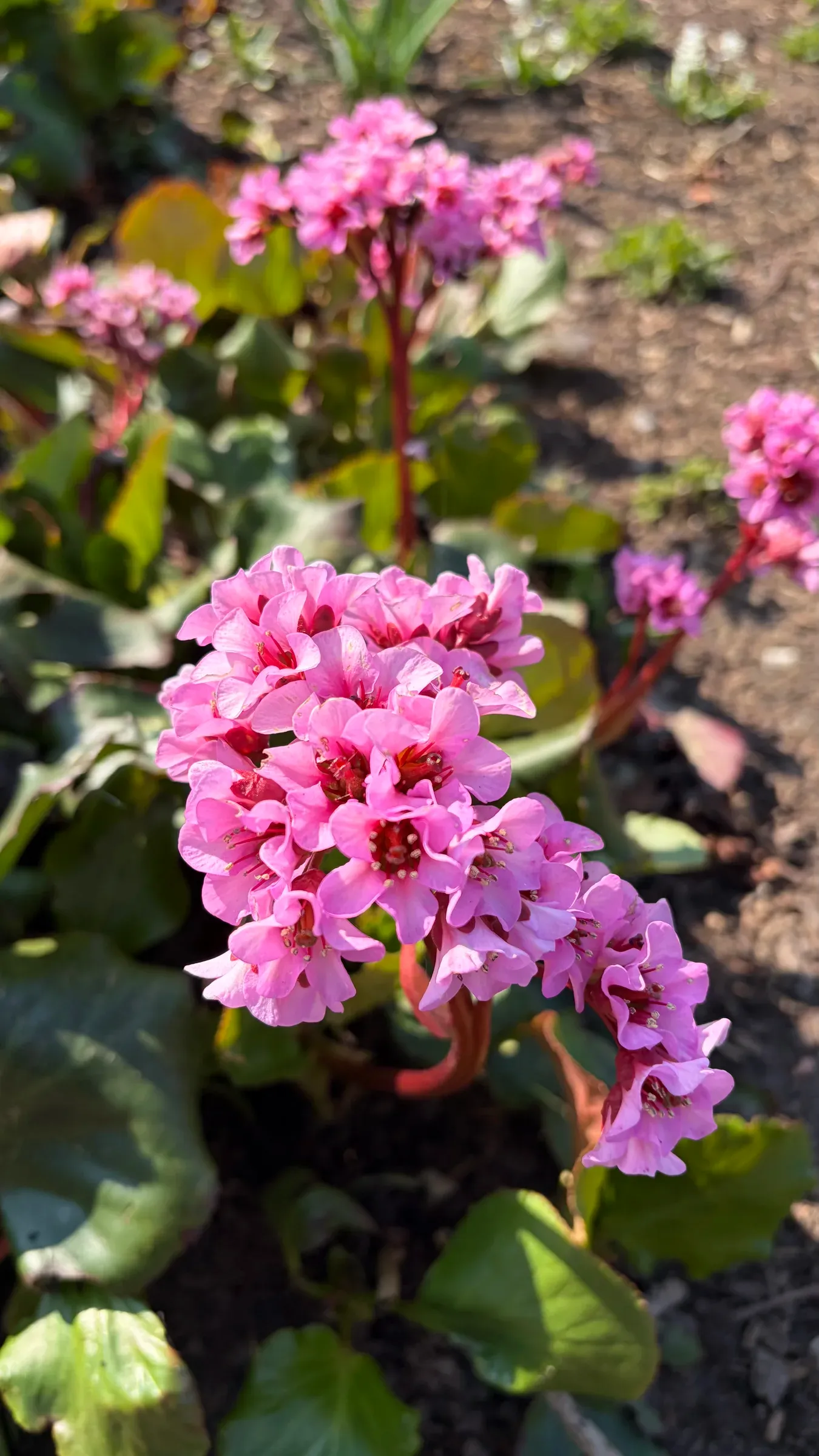 Pink bergenia flowers in Nordpark