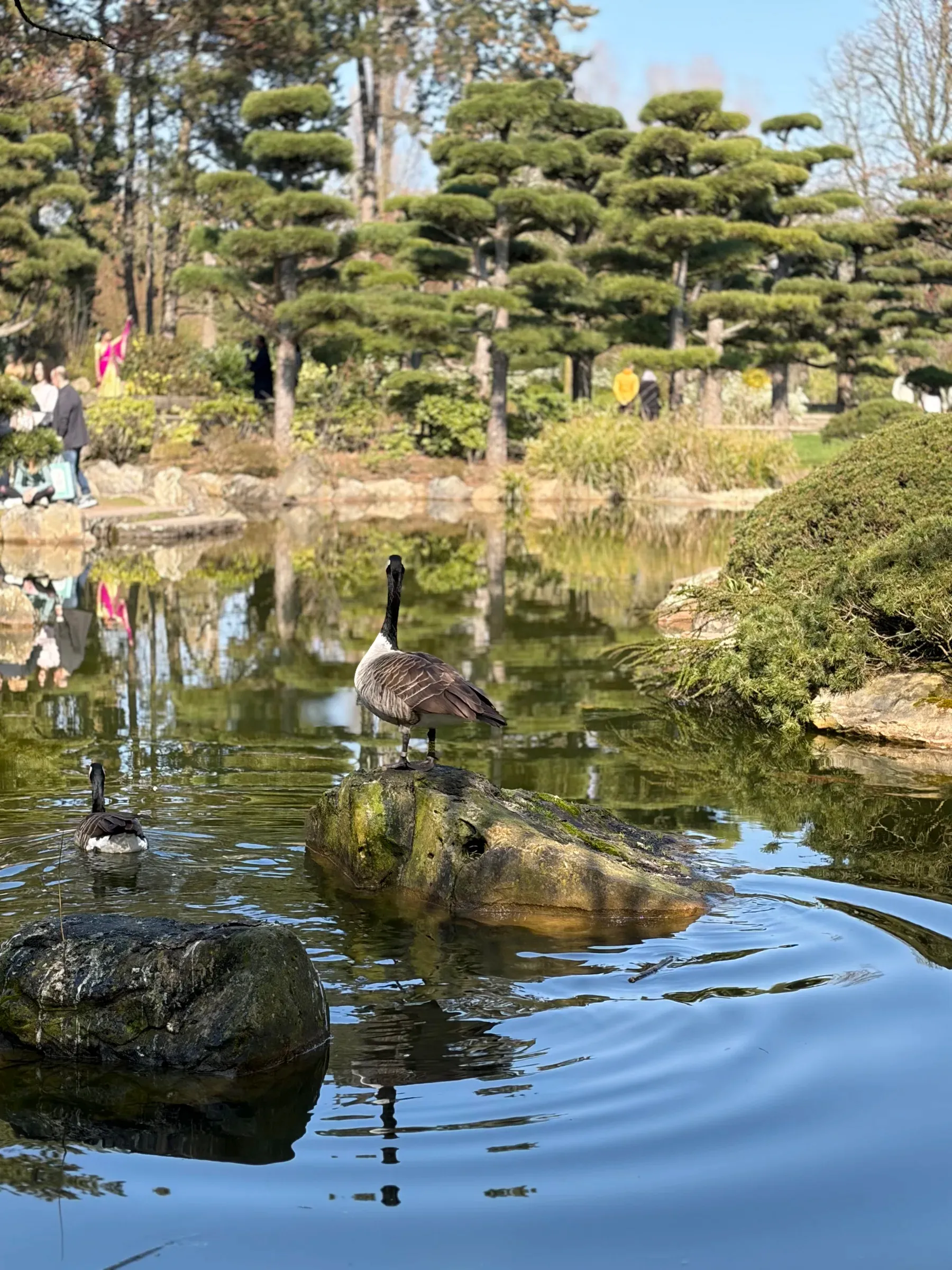 Japanese garden with stone lantern