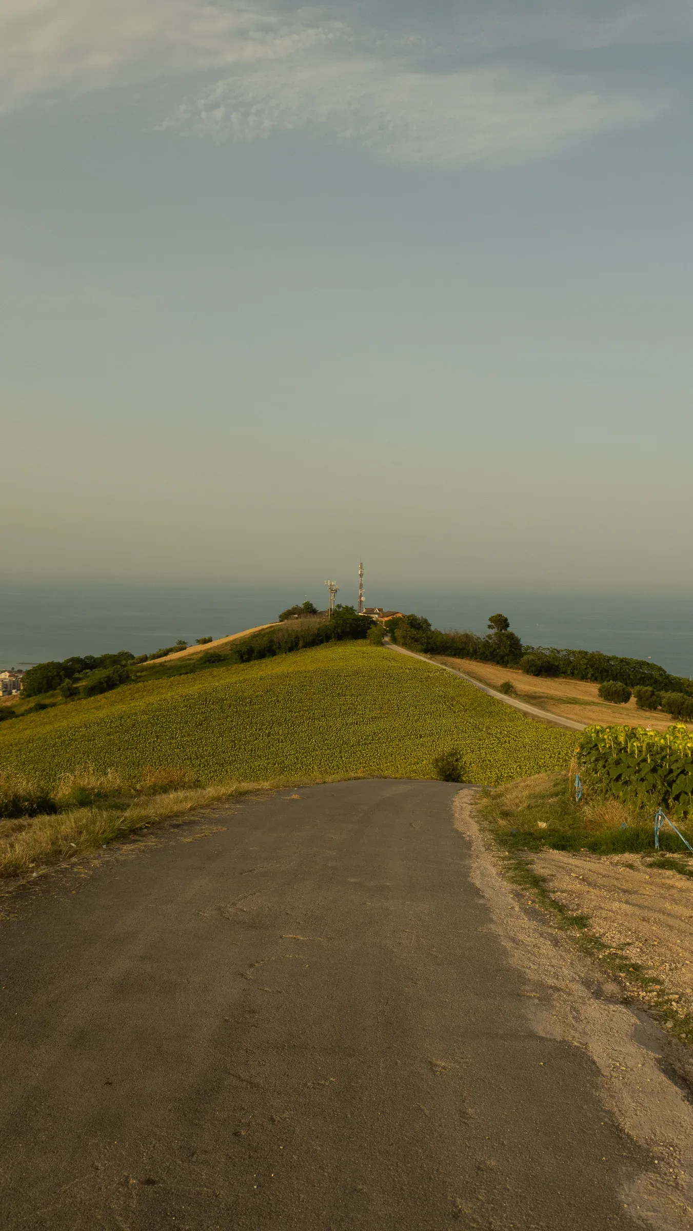 Road leading to a hill covered in sunflowers below Monte Cacciu, with the Adriatic visible beyond