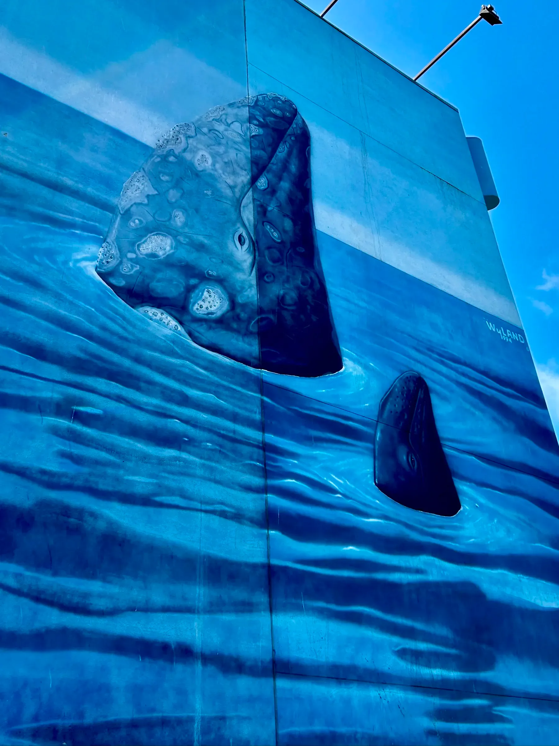Blue whale mural detail from Wyland's Whaling Wall in California