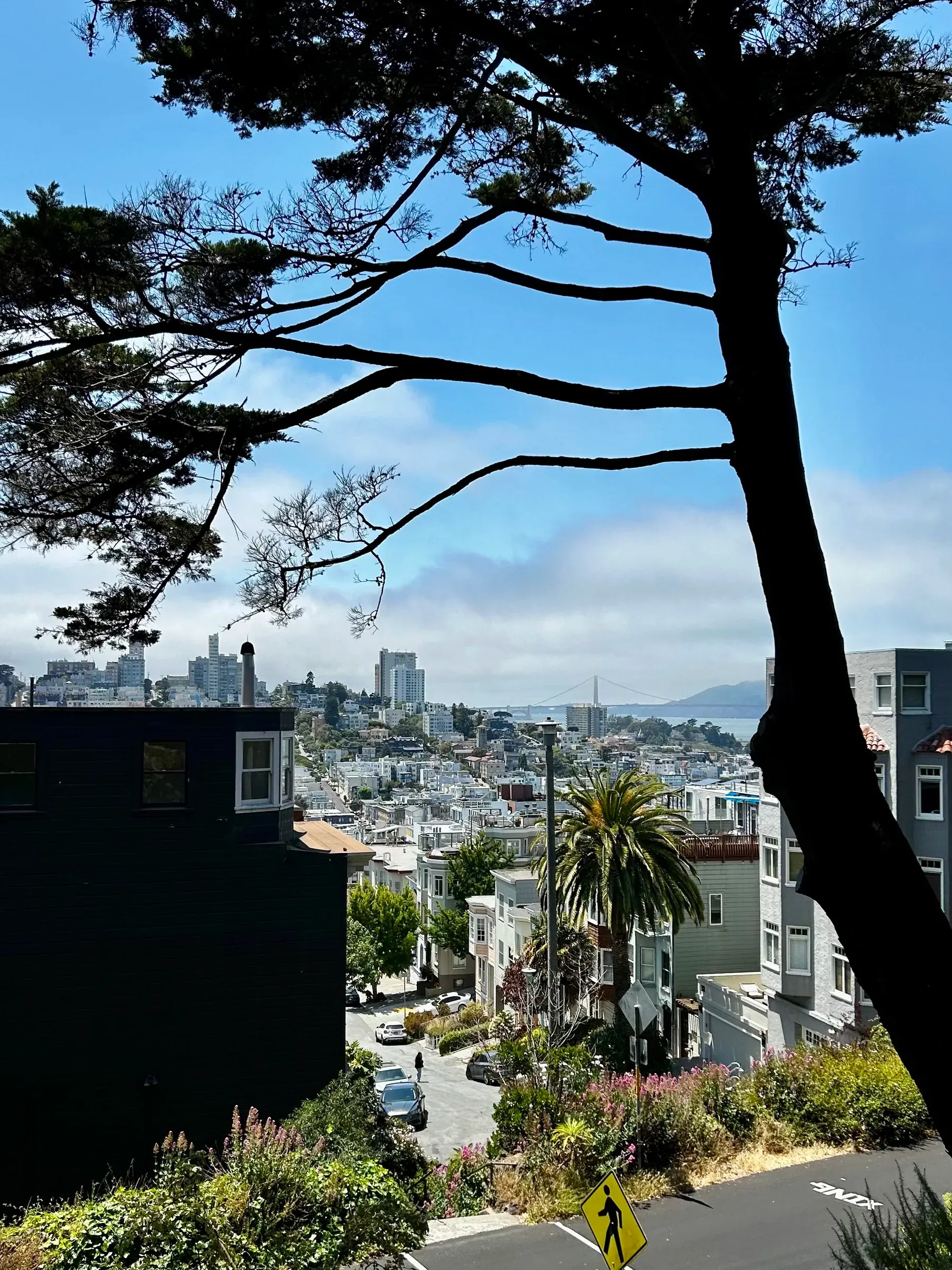 North Beach street view framed by dark tree branches