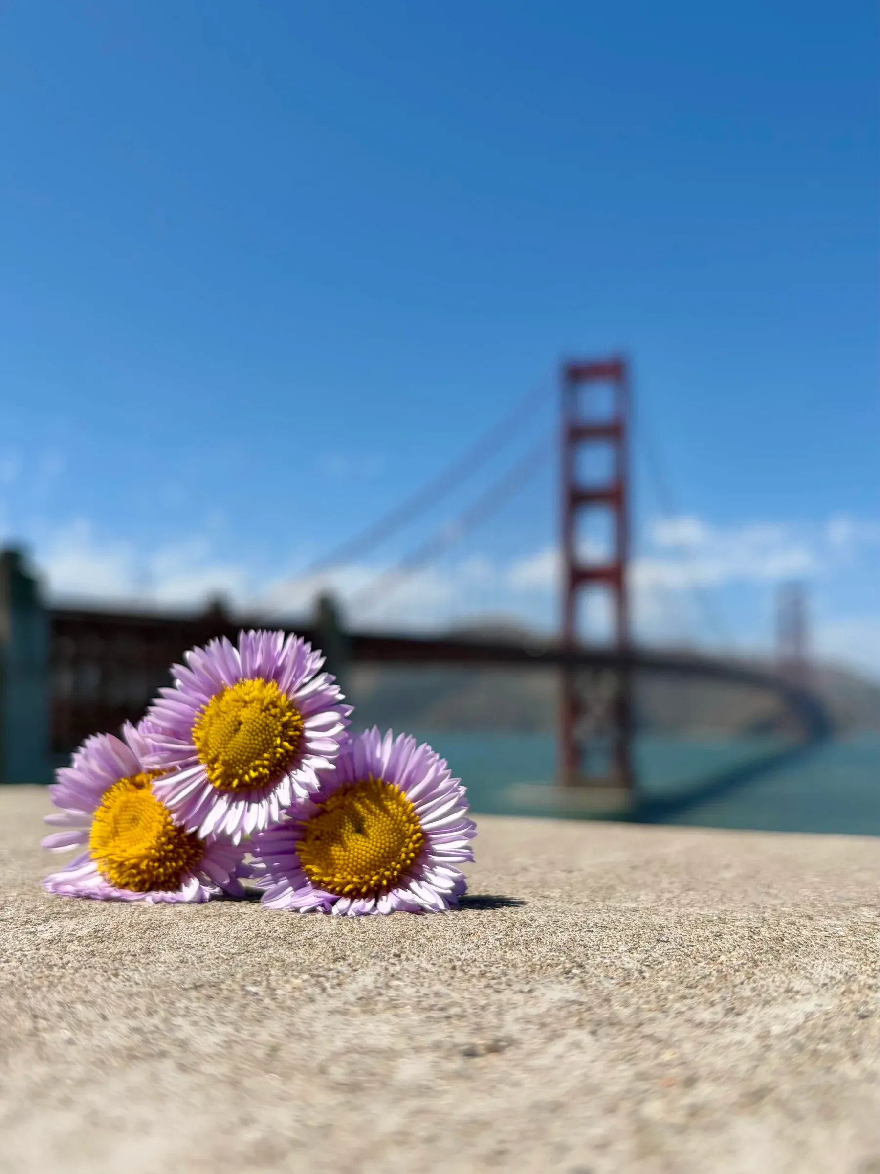 Golden Gate Bridge framed by purple seaside daisies (Erigeron glaucus)