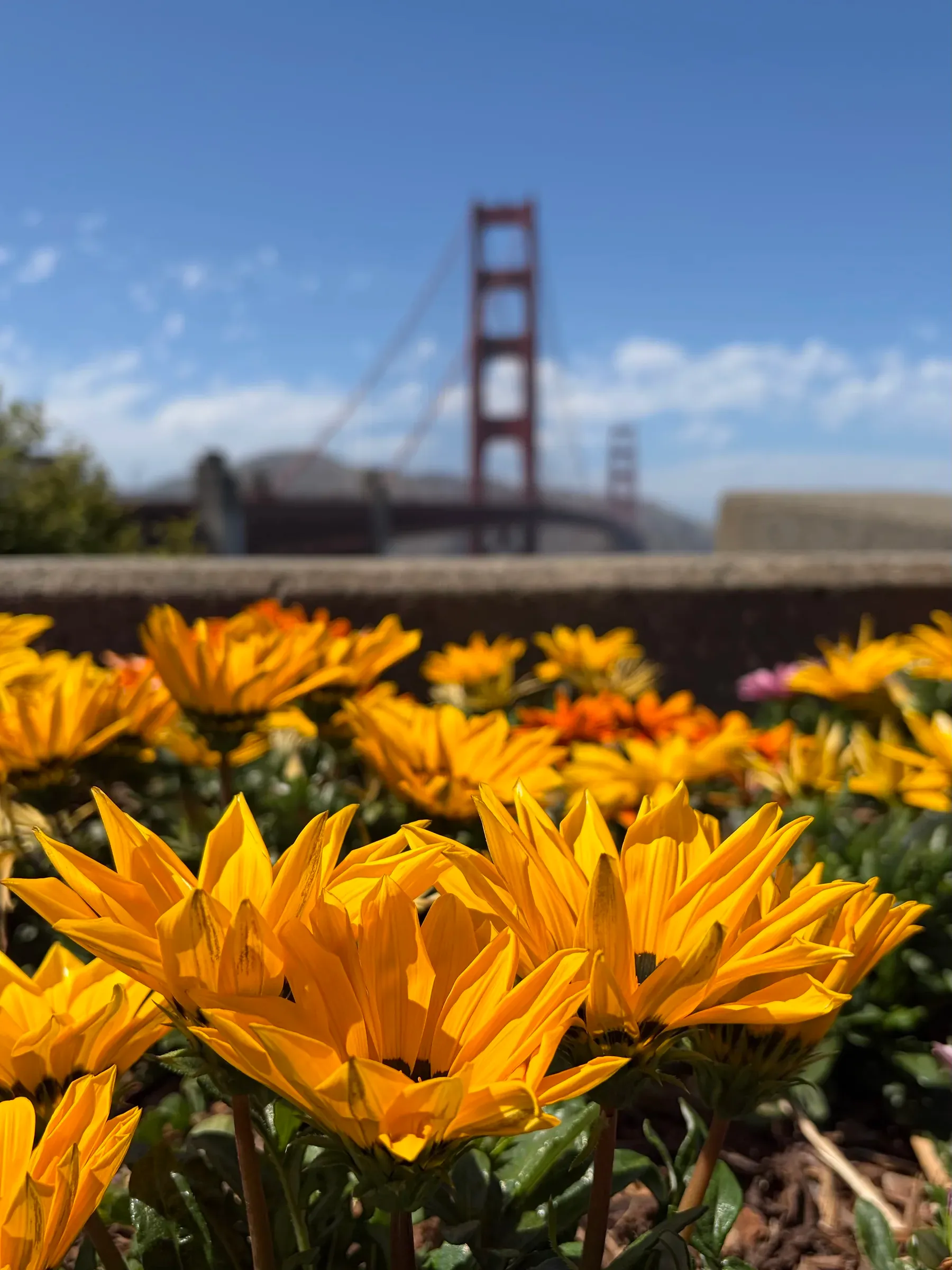Golden Gate Bridge framed by blooming yellow coastal Gazania flowers