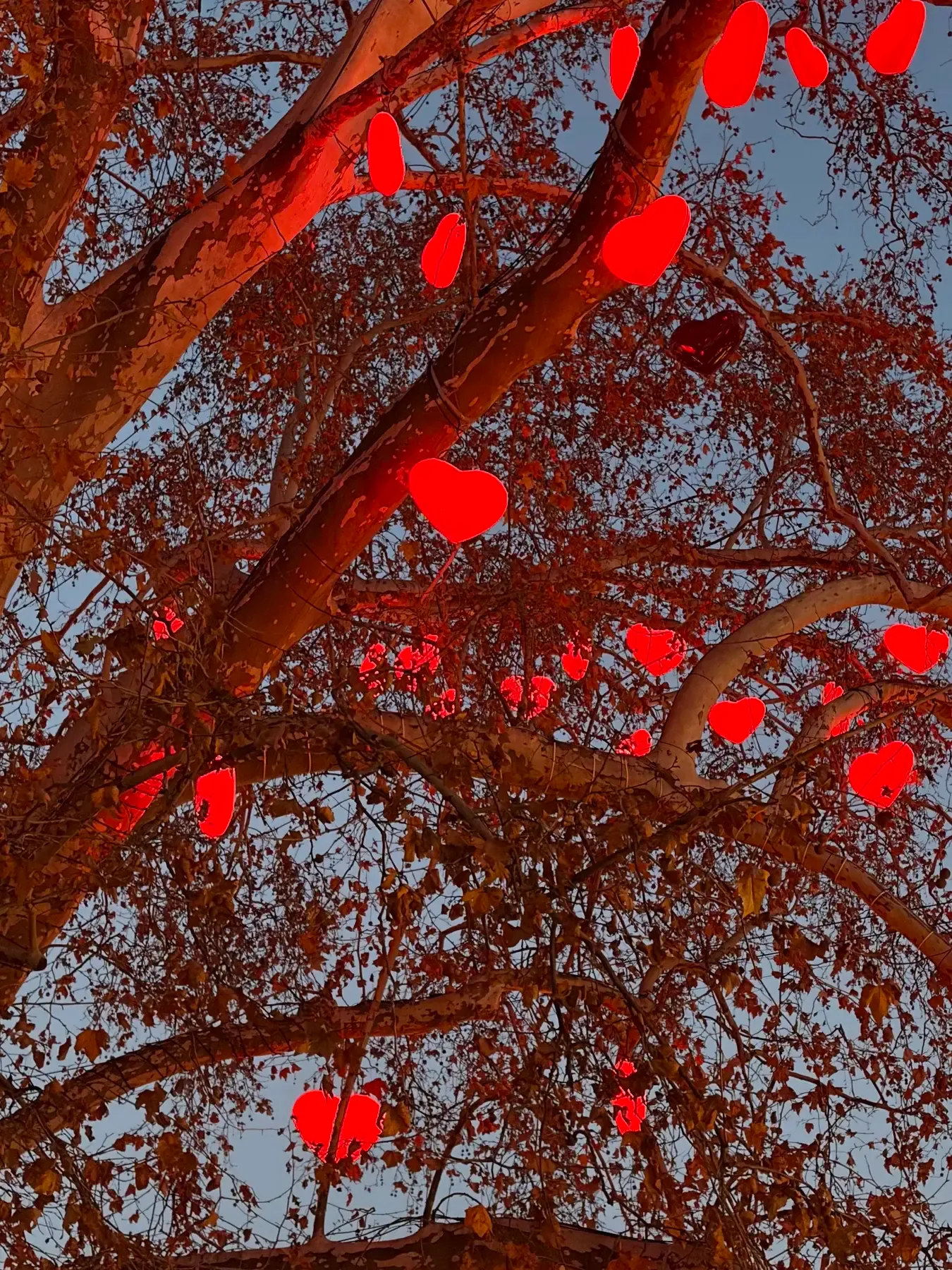 Red heart lanterns hanging in a tree at Rathausplatz